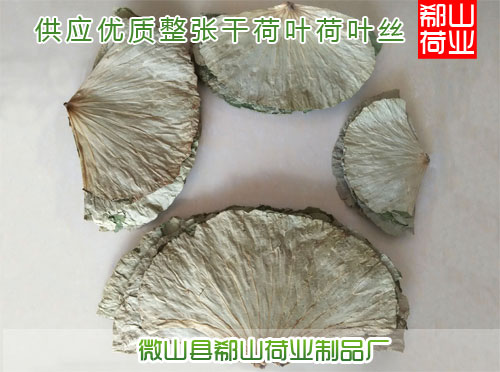 供應用于荷葉的荷葉的營養(yǎng)價值