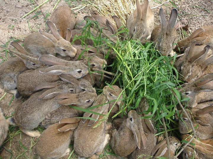 供应用于野兔养殖的纯种野兔