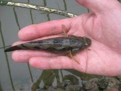 廣東惠州筍殼魚苗圖片