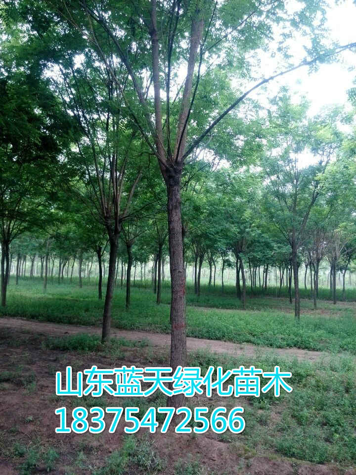 3公分圖片/3公分樣板圖 (3)