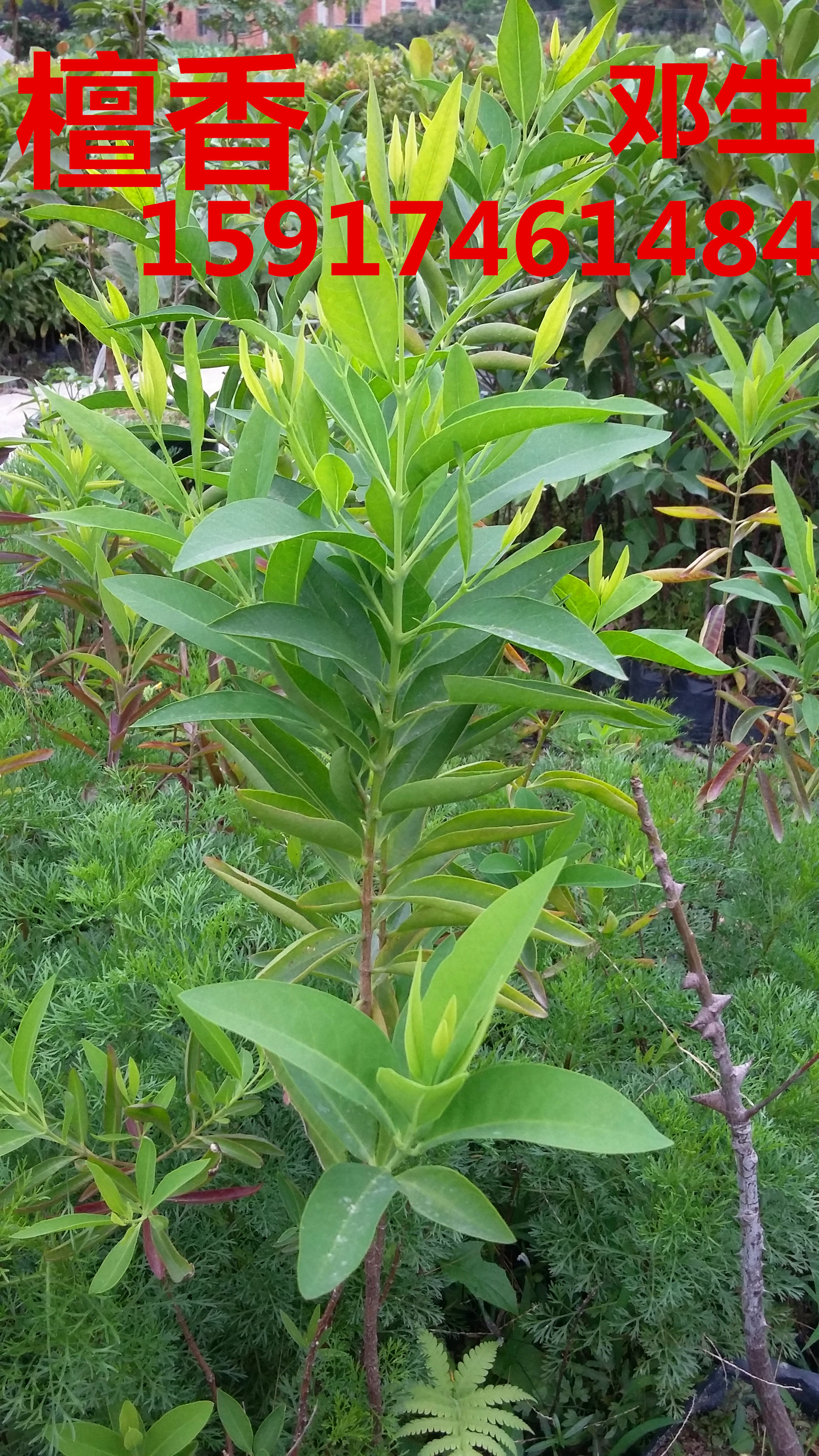 廣州猴年新春優(yōu)惠批發(fā)楓香30公分圖片/廣州猴年新春優(yōu)惠批發(fā)楓香30公分樣板圖 (1)