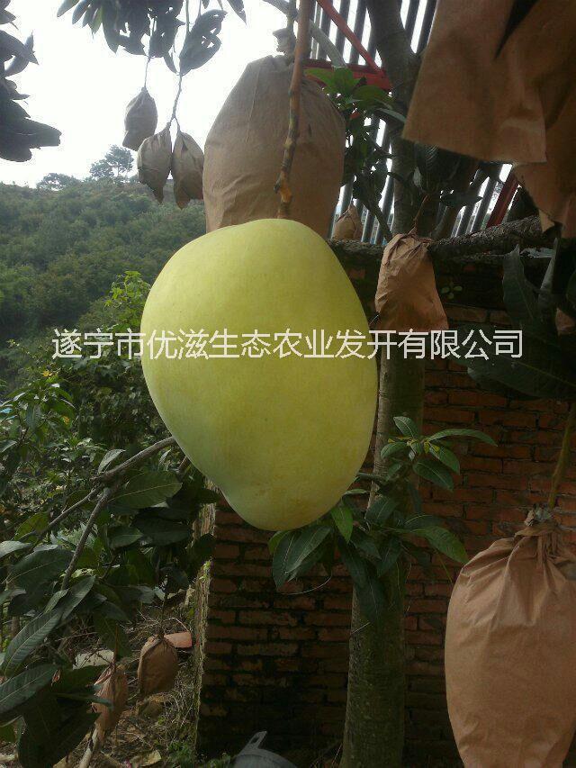 攀枝花芒果 特產(chǎn)包郵圖片