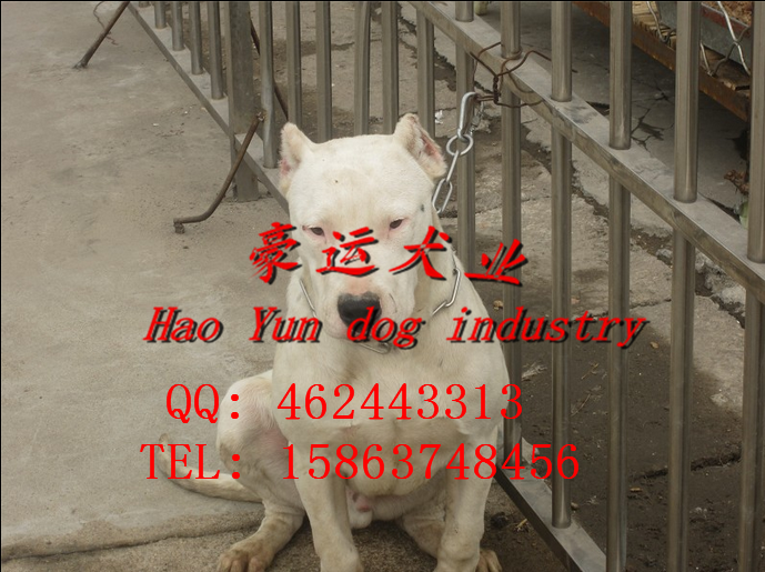 供應(yīng)杜高犬，開原市杜高犬價格？
