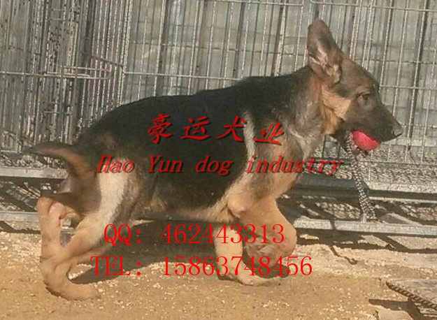 供应德国牧羊犬，吉林市德国牧羊犬价格