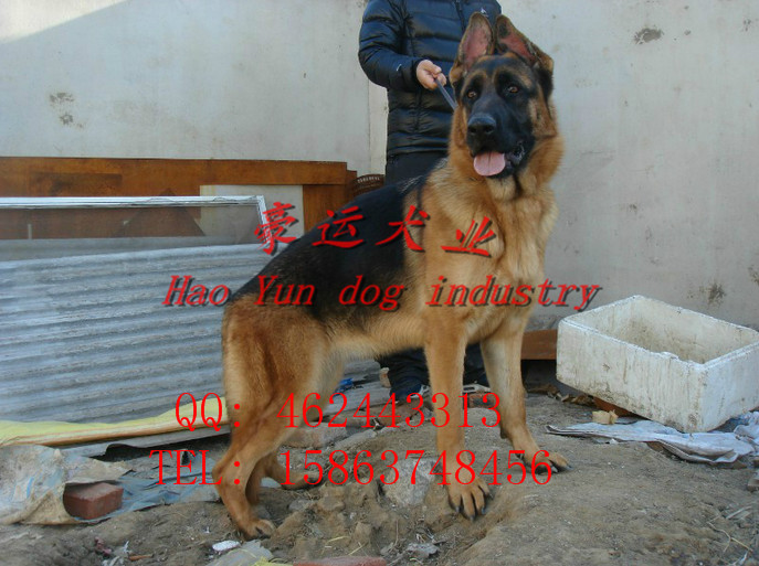 供应德国牧羊犬，开原市德国牧羊犬价