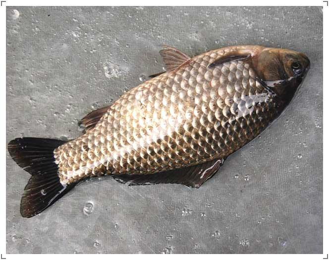 供應(yīng)廣東清遠(yuǎn)銀鯽魚苗