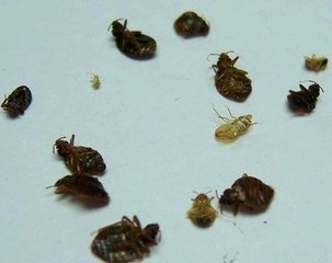 深圳龍崗滅殺臭蟲跳蚤方案策略圖片