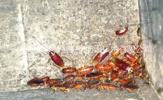 滅殺蟑螂圖片/滅殺蟑螂樣板圖 (1)