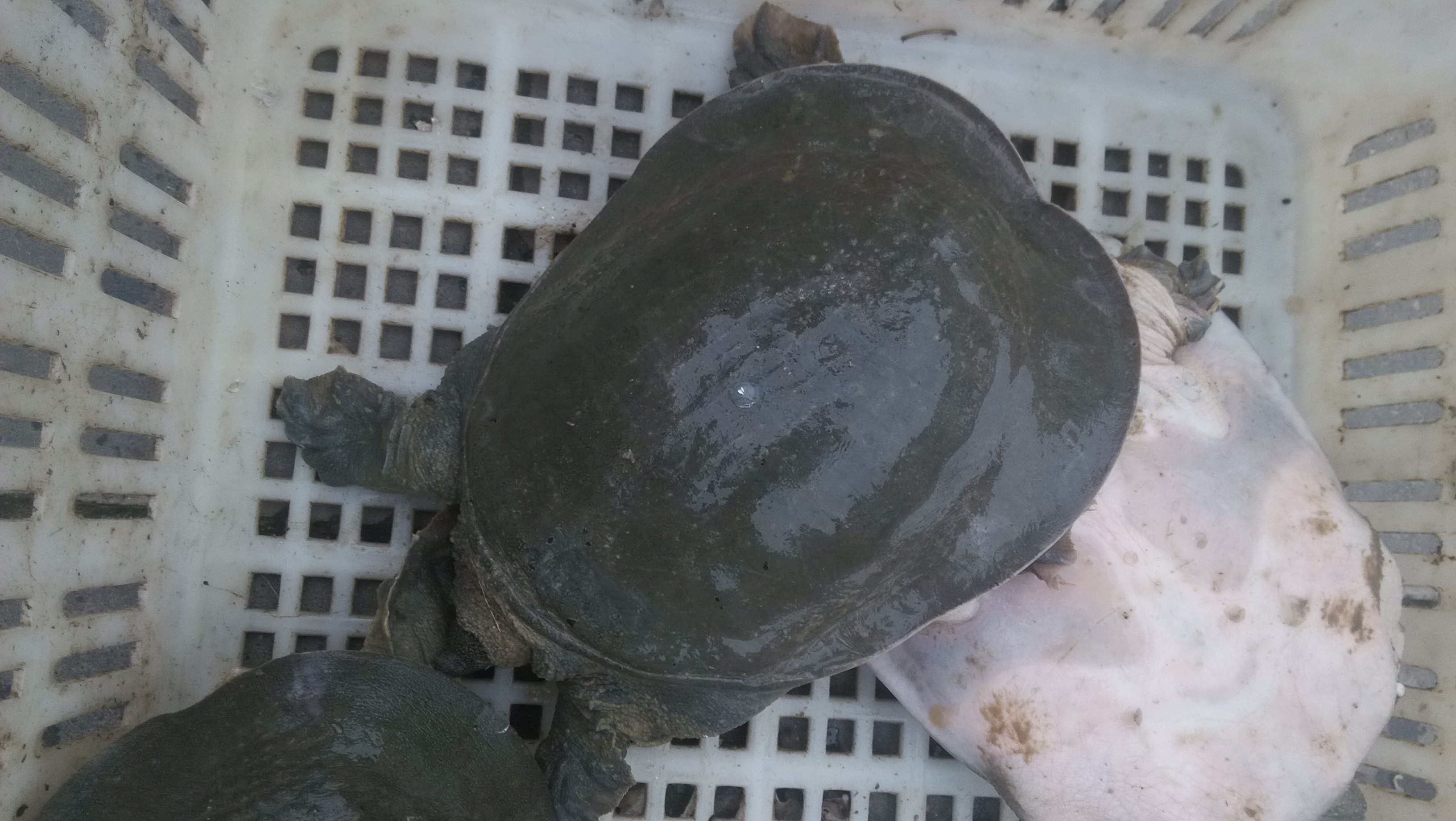 四川中華鱉甲魚養(yǎng)殖場批發(fā)甲魚苗/大*多少錢