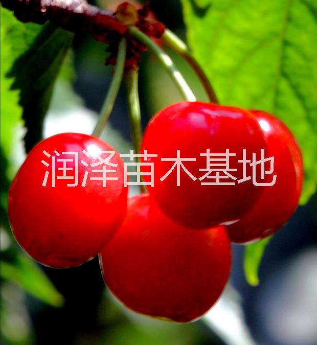 河南鈣果苗批發(fā)價(jià)格絳縣鈣果苗圖片