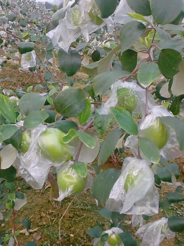 春雪蜜棗圖片