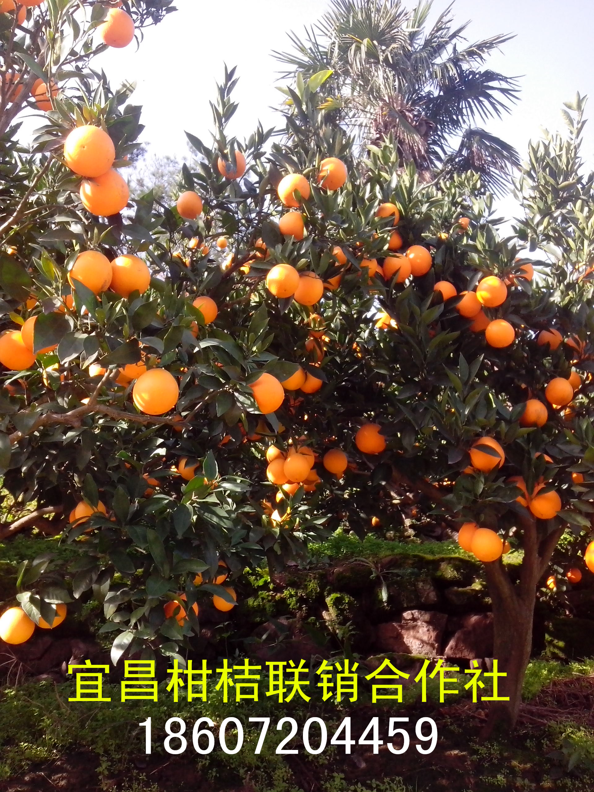 湖北最大蜜桔種植基地圖片