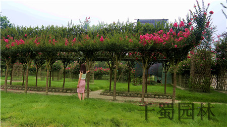 紫薇長(zhǎng)廊_紫薇畫廊_紫薇定制造型圖片