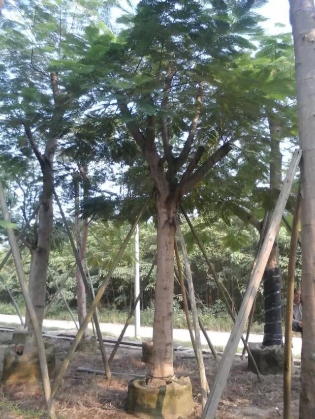 鳳凰木圖片/鳳凰木樣板圖 (4)
