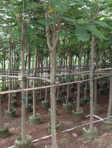 鳳凰木圖片/鳳凰木樣板圖 (2)