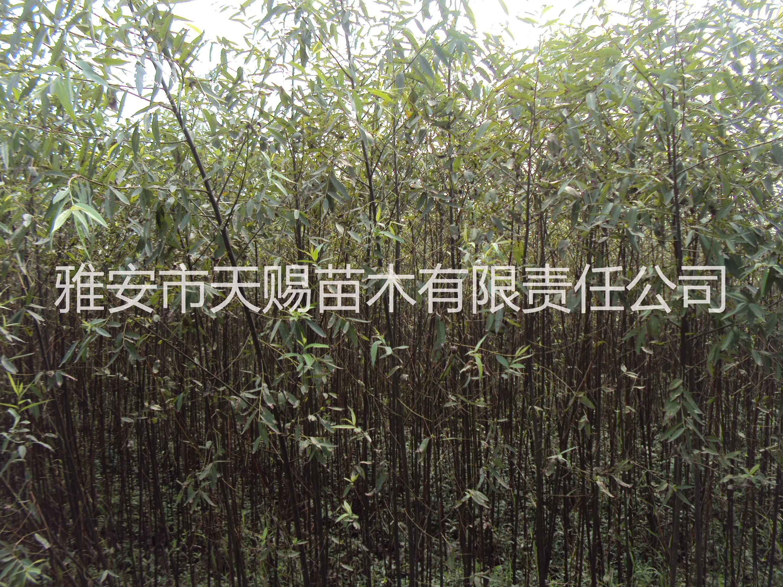 低價苗木圖片/低價苗木樣板圖 (1)