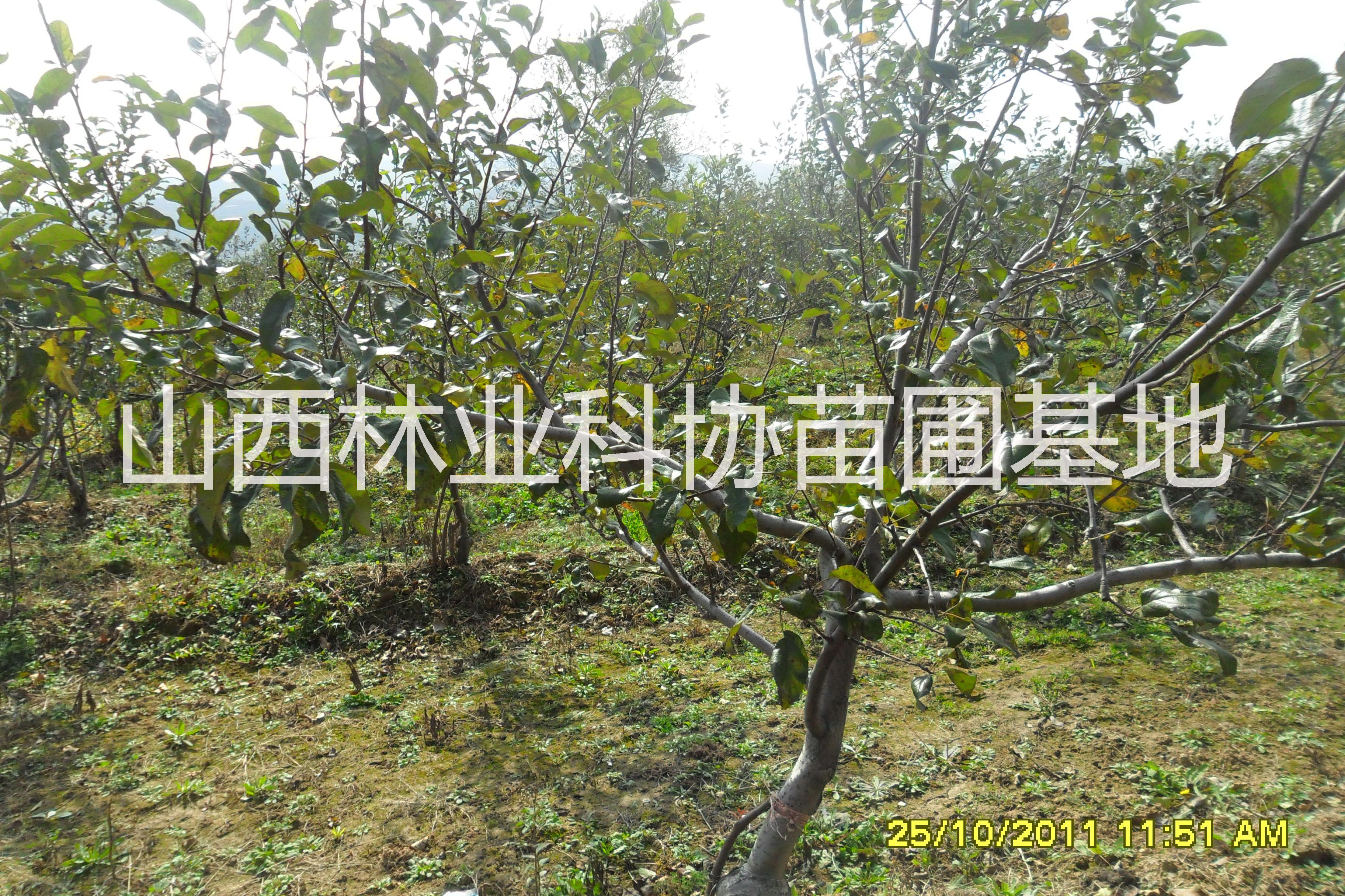 山西國(guó)槐苗價(jià)格圖片/山西國(guó)槐苗價(jià)格樣板圖 (3)