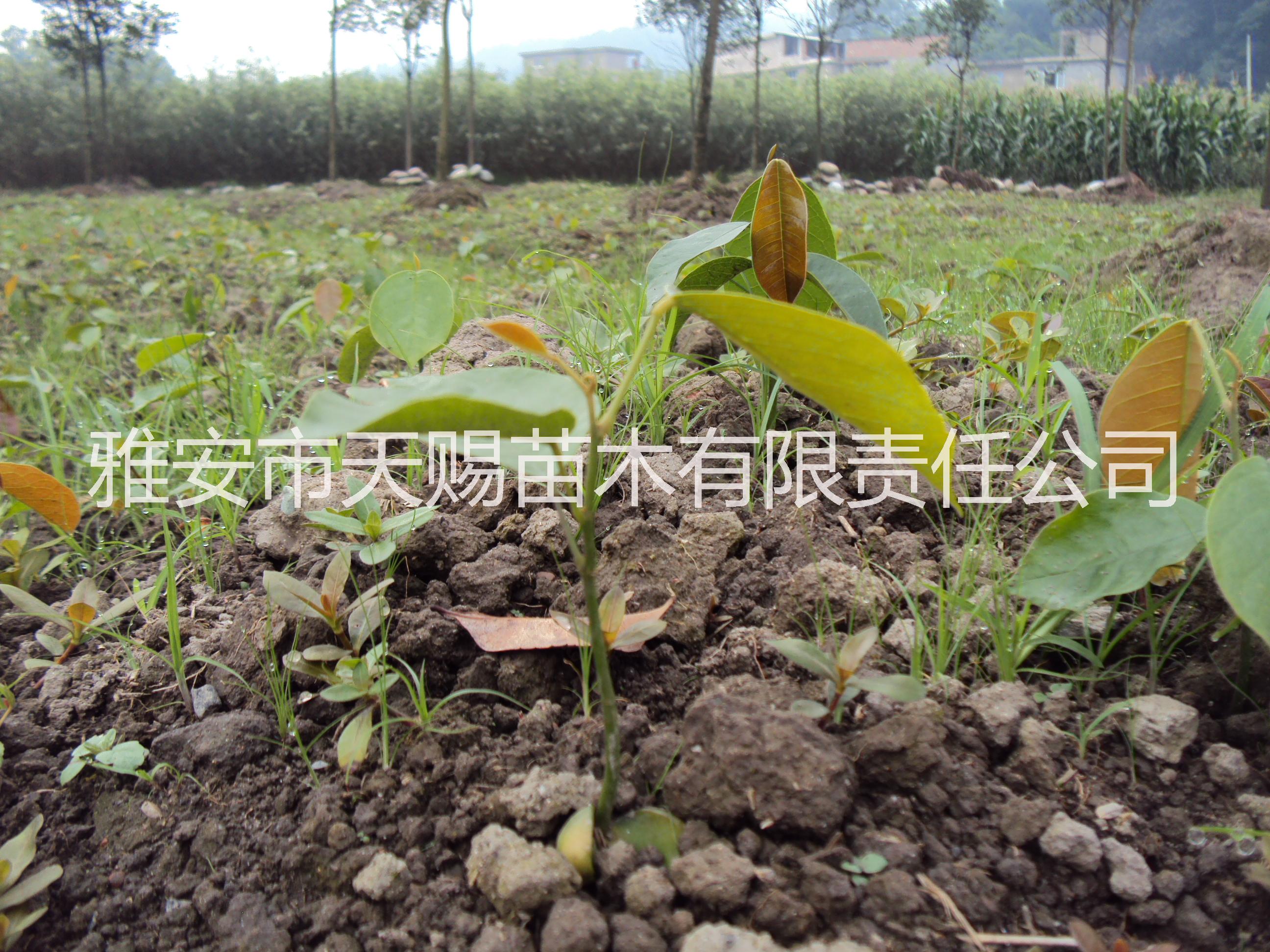 雅安市珙桐美国竹柳香樟鄂西红豆紫薇桂花厂家