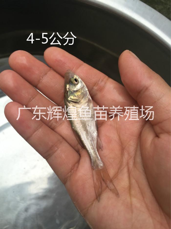 鳙鱼批发供应四大家鱼之一，花鲢价格，海南鳙鱼养殖，胖头鱼供应商，花鲢养殖技术