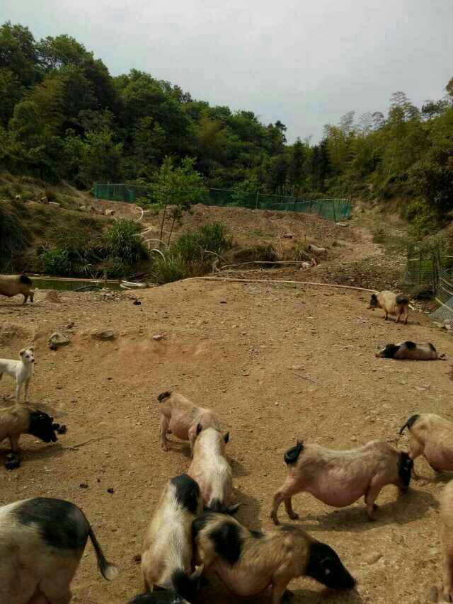 巴馬香豬圖片/巴馬香豬樣板圖 (2)