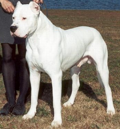 供应河南杜高犬供应