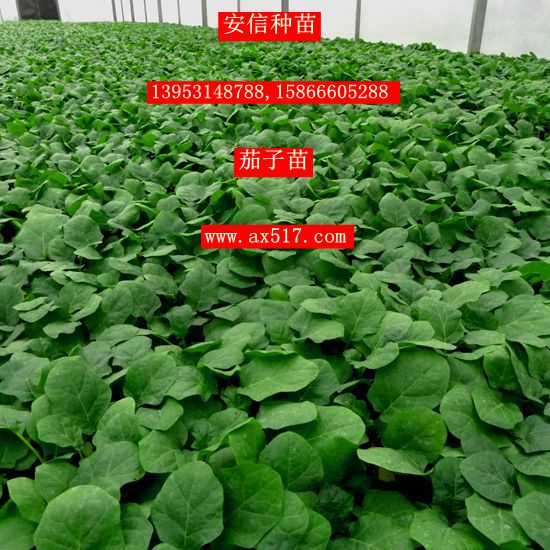 供應用于茄子苗的嫁接茄子苗