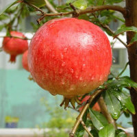 2015年會理石榴新鮮水果*電話