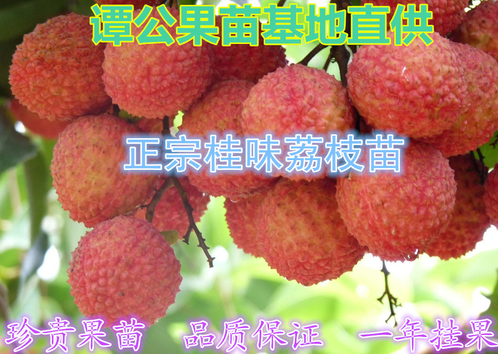 桂味荔枝苗图片