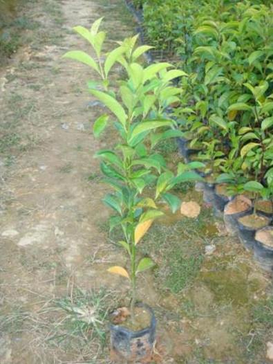 鐵冬青圖片/鐵冬青樣板圖 (2)