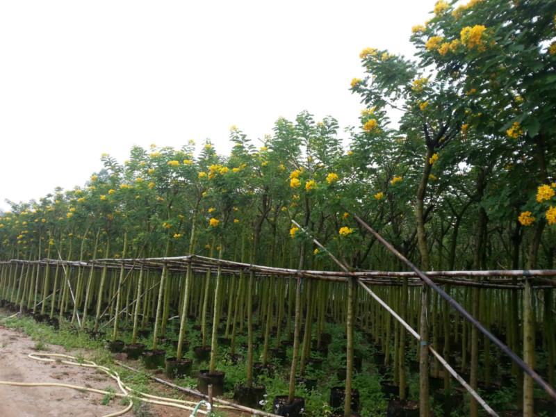 黃花槐圖片/黃花槐樣板圖 (1)