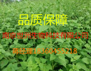 冬凌草甲素， ,纯天然优质植提，医药保健品原料