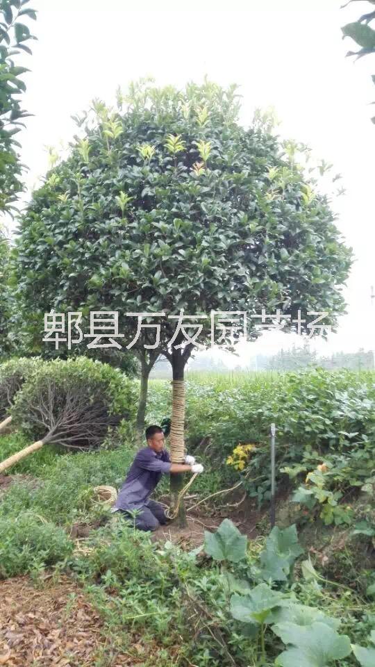 成都桂花/成都桂花批發(fā)圖片