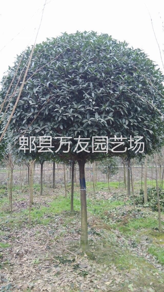 高桿桂花哪里便宜/高桿桂花批發(fā)圖片/高桿桂花哪里便宜/高桿桂花批發(fā)樣板圖 (2)