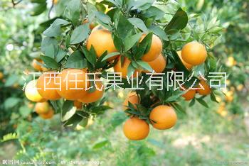 天草桔橙苗 天草雜柑苗 天草柑桔苗