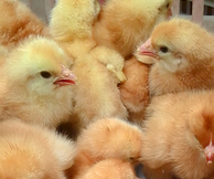 供應(yīng)優(yōu)質(zhì)純紅雞苗，優(yōu)質(zhì)純紅雞苗易飼養(yǎng)，好管理。