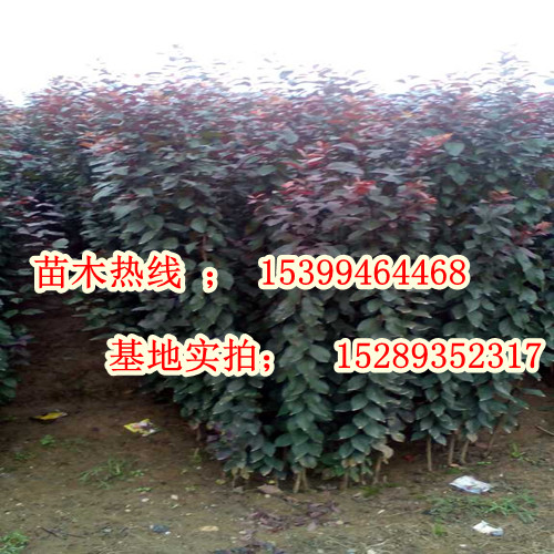 供應那里紅葉李苗多 陜西紅葉李苗批發(fā)苗圃 200萬棵紅葉李苗便宜處理