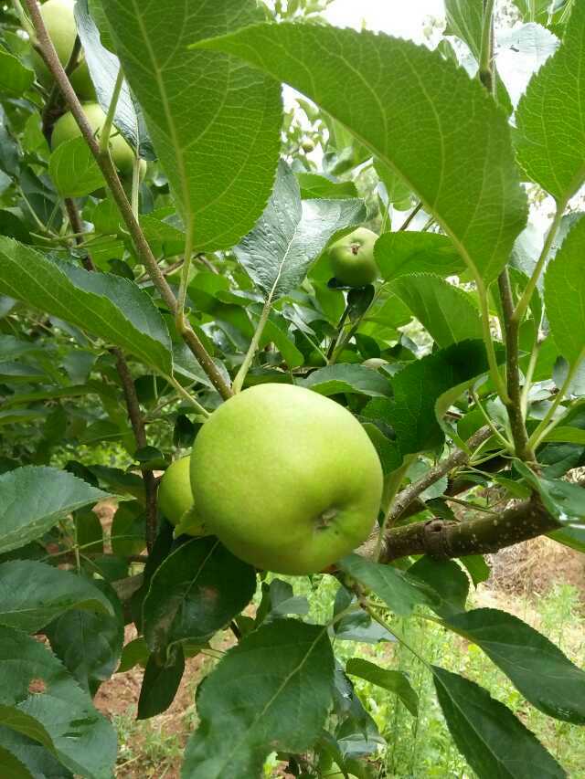 大涼山圖片/大涼山樣板圖 (4)