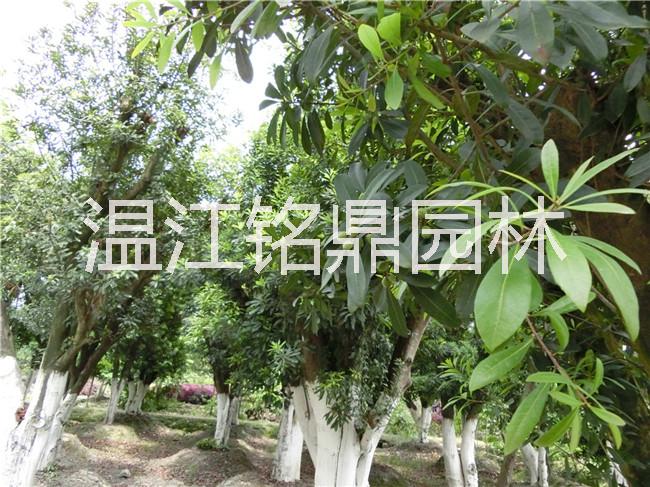 楊梅圖片/楊梅樣板圖 (4)
