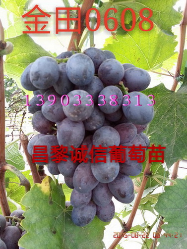 金田0608圖片/金田0608樣板圖 (3)