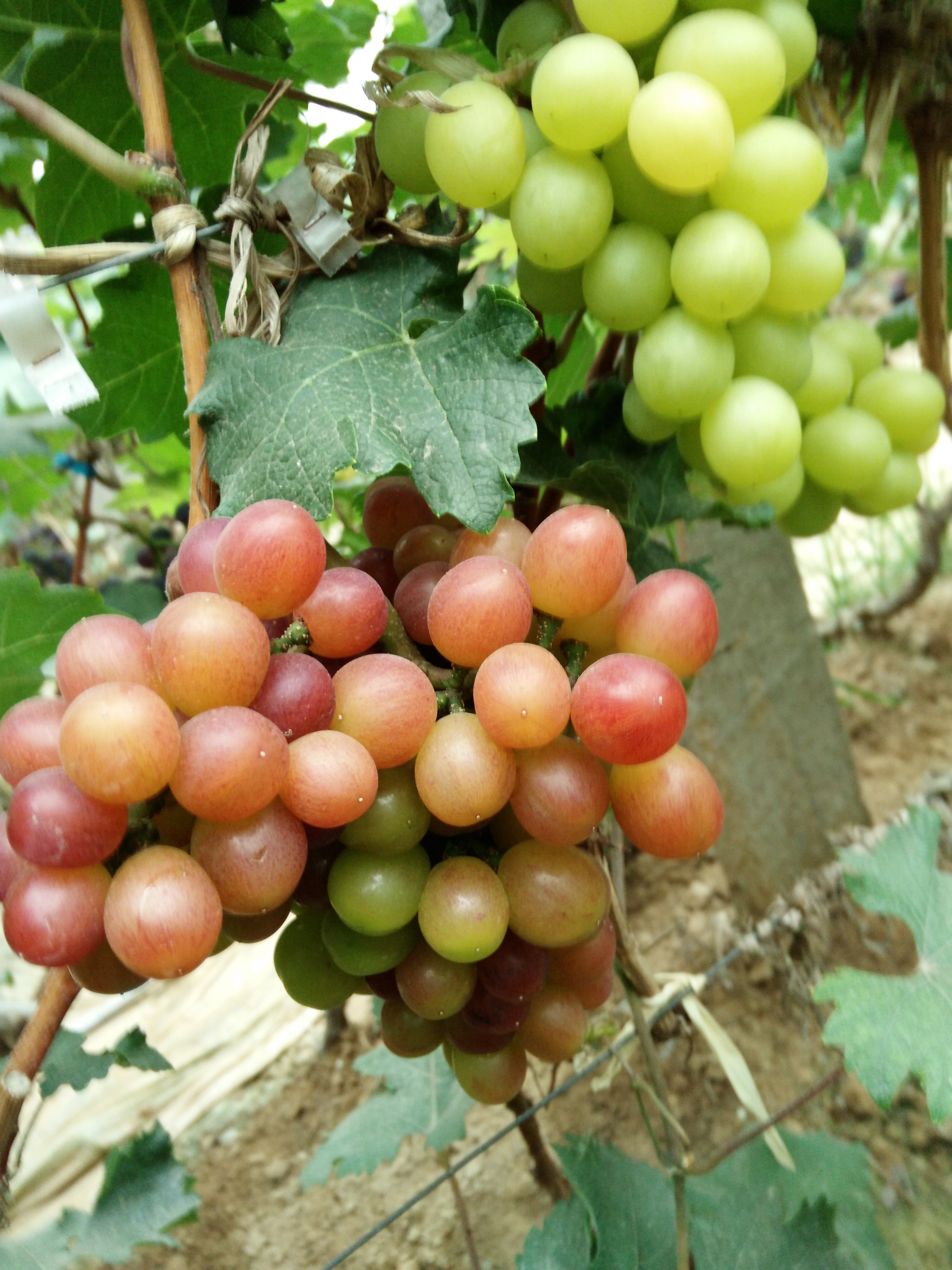 山東大棚葡萄苗圖片