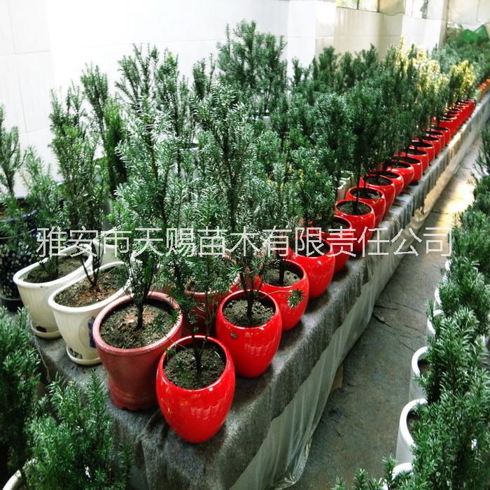 供应用于净化空气|南方红豆杉|室内绿植的室内绿植红豆杉盆景南方红豆杉盆景