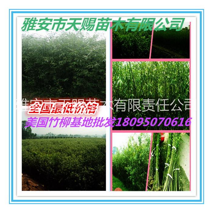 美國速生竹柳圖片/美國速生竹柳樣板圖 (2)
