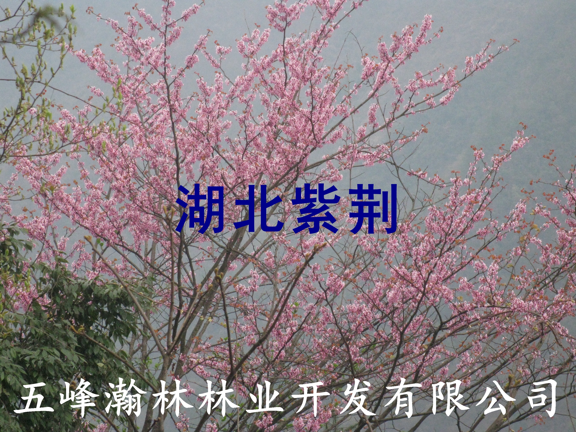 湖北紫荊種子圖片/湖北紫荊種子樣板圖 (2)