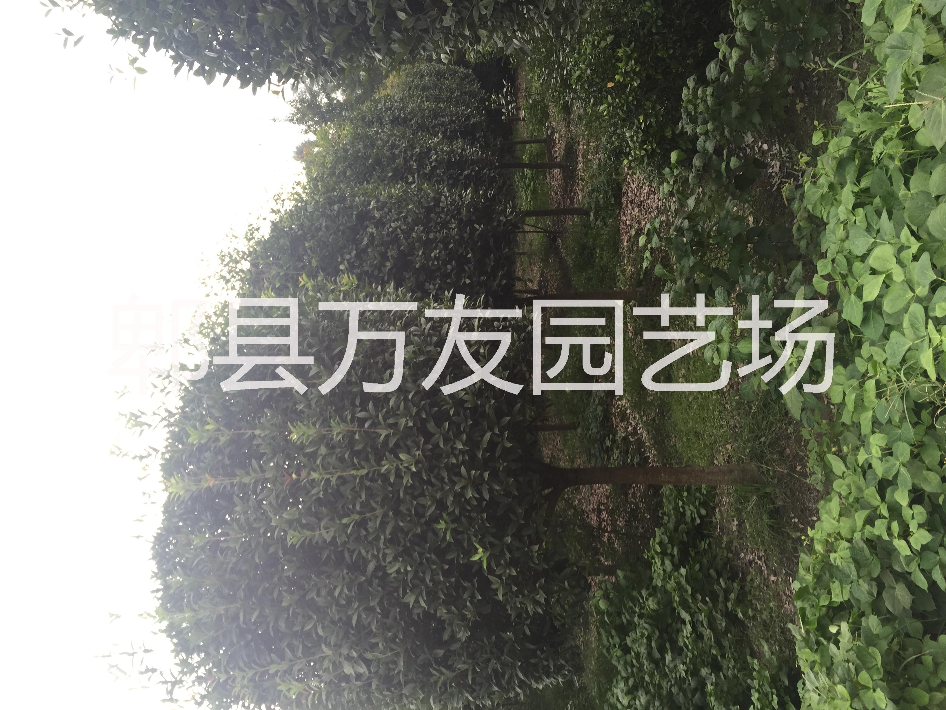 成都高桿桂花圖片/成都高桿桂花樣板圖 (4)