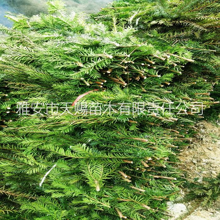 四川雅安曼地亞紅豆杉枝條批發(fā)基地圖片