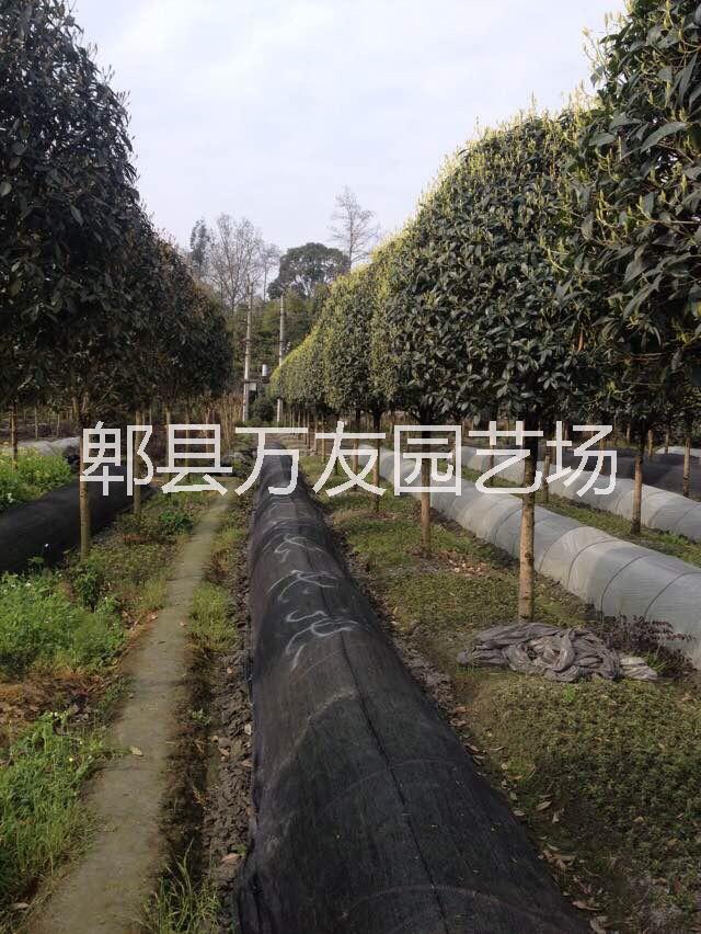 成都高桿桂花圖片/成都高桿桂花樣板圖 (3)