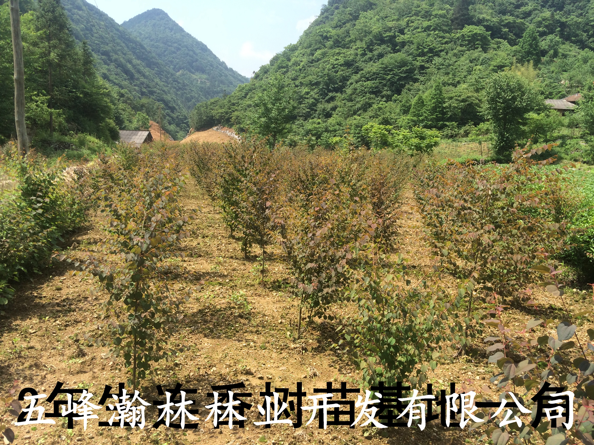 連香樹小苗圖片/連香樹小苗樣板圖 (2)