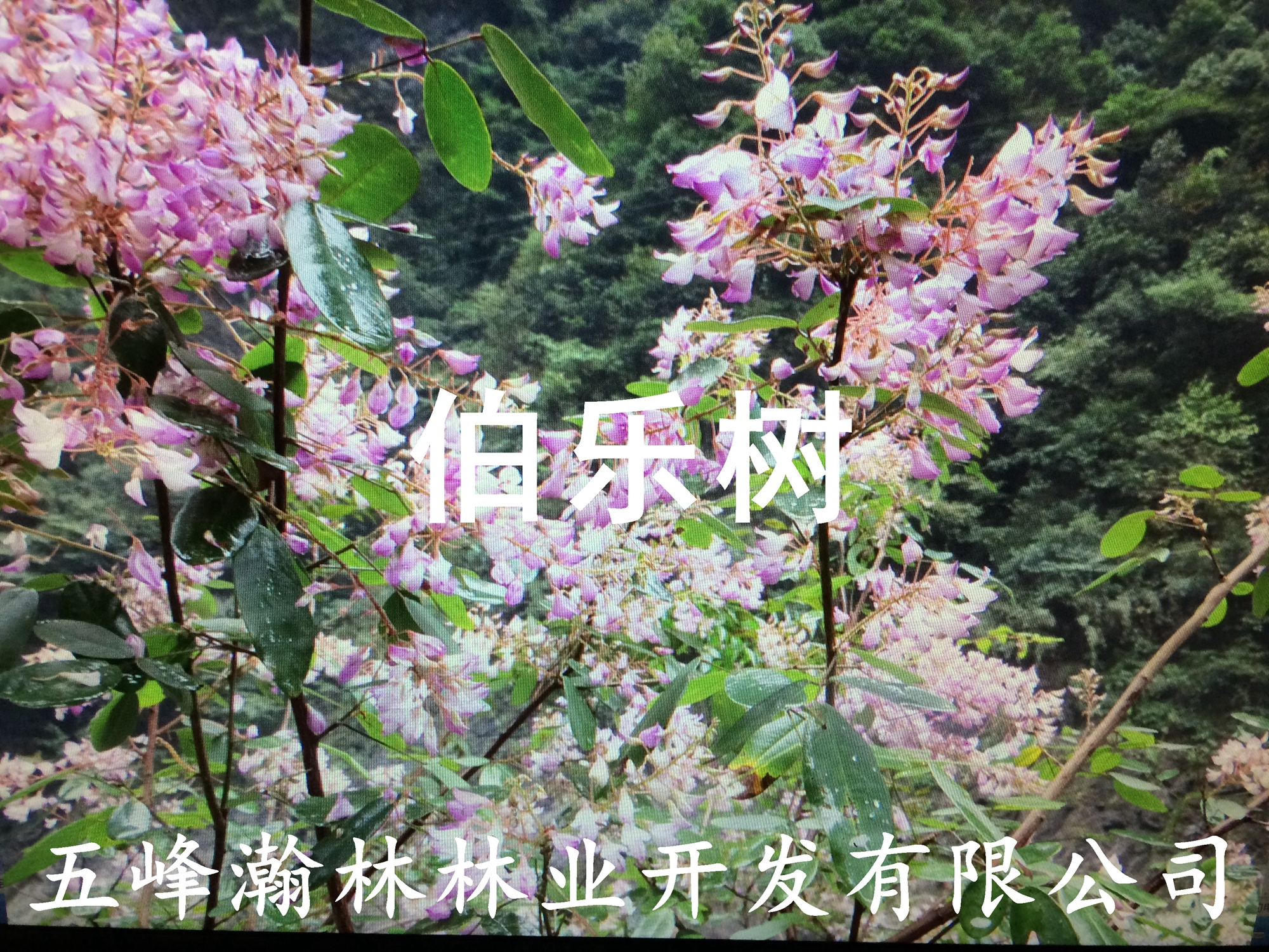 湖北伯樂樹苗圖片/湖北伯樂樹苗樣板圖 (3)