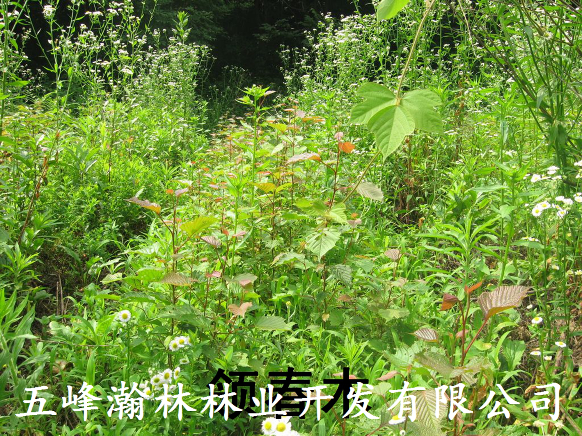 珍稀樹種領(lǐng)春木苗圖片/珍稀樹種領(lǐng)春木苗樣板圖 (3)