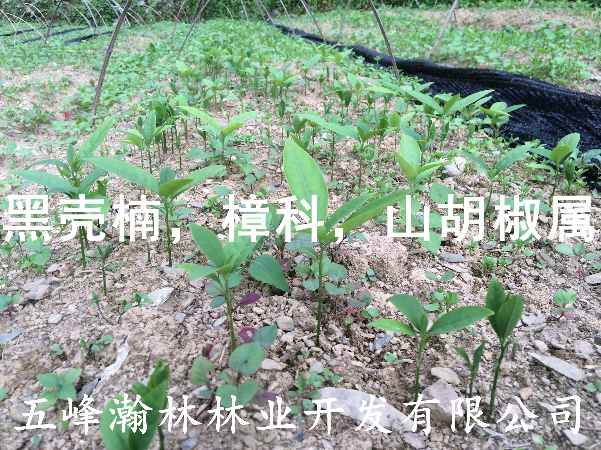 黑殼楠苗圖片/黑殼楠苗樣板圖 (4)